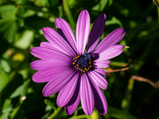 Obraz premium purple flower of large petals on unfocused background