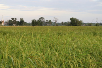 green wheat field