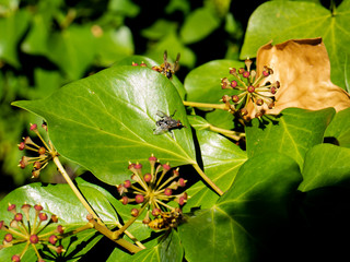 insects eating nectar from flowers