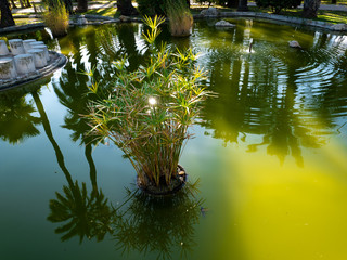 park with palm tree reflections in the pond