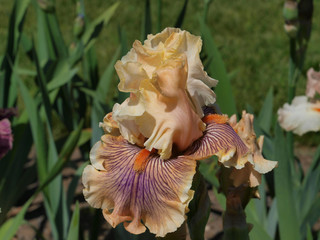 Fototapeta na wymiar Pink irises with a green background