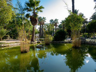 Fototapeta na wymiar park with palm tree reflections in the pond