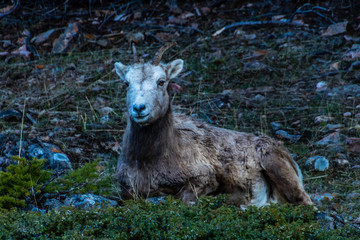 Obraz na płótnie Canvas Rocky mountain sheep relax on a hillside. Banff National Park, Alberta, Canada