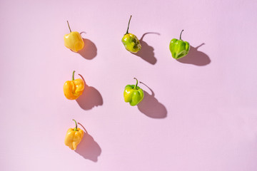 Fototapeta premium orange and green habanero peppers on pink background