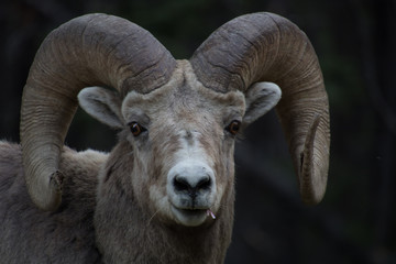 Rocky mountain sheep portraits. Banff National Park, Alberta, Canada