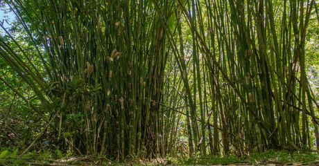 Fototapeta na wymiar fort bambou