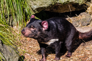 Tasmanian Devil takes a stroll around his territory. auckalnd Zoo, Auckland, New Zealand