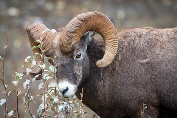 Big horn 3