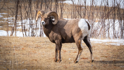 Naklejka premium Big horn 4