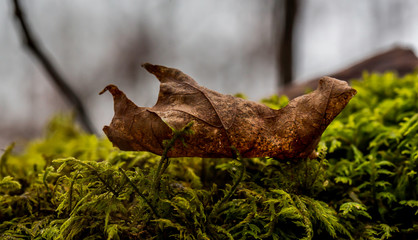Autumn leaf on a tree stump with moss 
