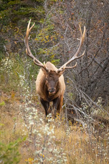 Elk 4