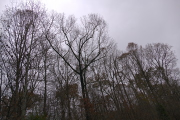 Obraz na płótnie Canvas trees, gray November day