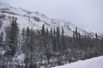 pinos nevados sobre carretera