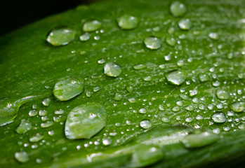 Wet leaf