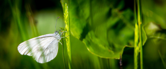 Insecte © David3decPhotography