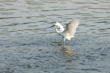 Fototapeta na wymiar A egret on the beach