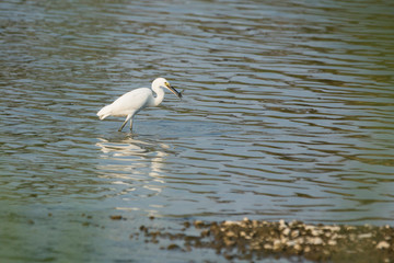 A egret is catching fish on the beach