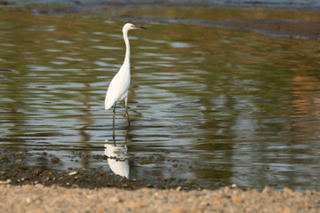 A egret standing on the beach