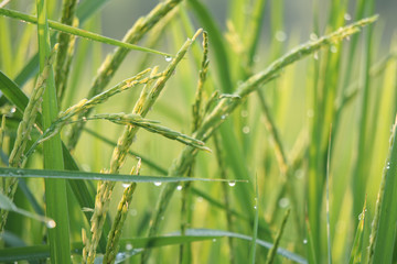 Dew drops on the leaves of rice plants