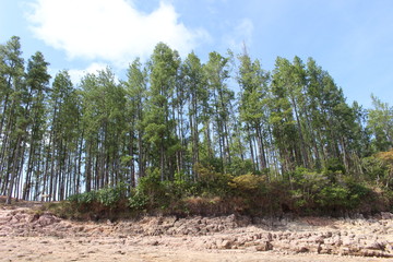 Fototapeta premium Bosque de pinos