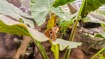 Panorama frame Brown butterfly on vibrant green plant inside a greenhouse with glass roof