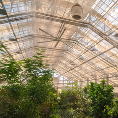 Square Interior of a greenhouse with lush green plants under the roof with glass panels