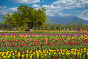 Fototapeta premium Beautiful tulip flowers is a veritable Eden of Indira Gandhi memorial tulip garden is Asia largest at Srinagar, Jammu and Kashmir, India