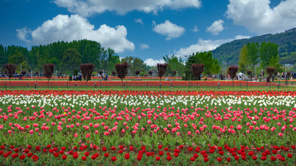 Beautiful tulip flowers is a veritable Eden of Indira Gandhi memorial tulip garden is Asia largest...