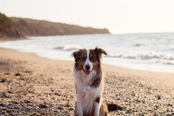 Smiling dog at the beach with waves in the background