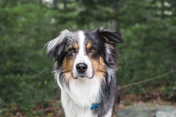 Australian shepherd dog in foliage