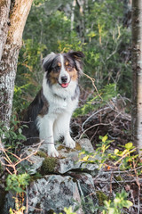 Dog posing on top of a rock