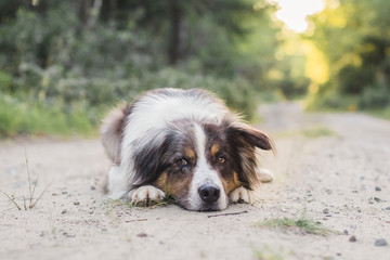 Dog posing down a dirt road in the woods