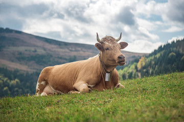 Fototapeta na wymiar The cow lies in the meadow