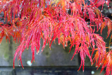 雨に濡れた細い紅葉