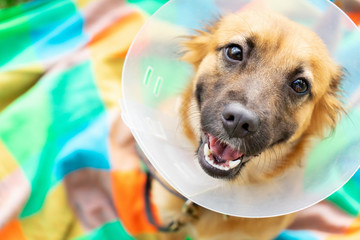 Young dog with veterinary collar also called elizabethan after surgery