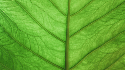 Leaves close to green in the tropics