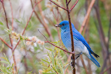 Birdie 63