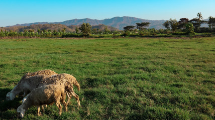 Obraz premium the view in the vast garden with sheep