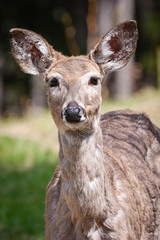 Fototapeta premium Deer 2