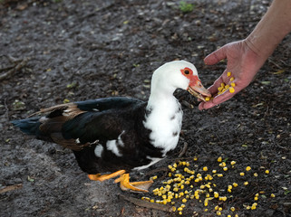 Black and white female muscovy duck with a disabled yellow webbed foot and a small red patch by the eye is being hand fed yellow corn.
