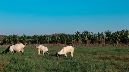 Obraz premium the view in the vast garden with sheep