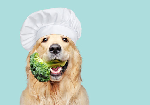 40,816 BEST Dog Cooking IMAGES, STOCK PHOTOS & VECTORS | Adobe Stock
