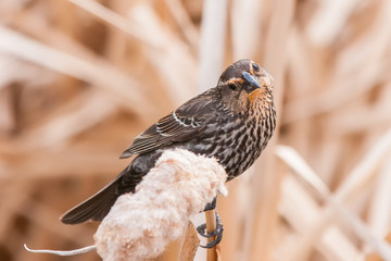 Birdie 30