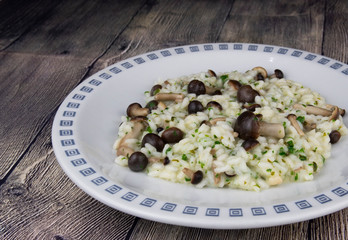 Risotto with pioppini mushrooms