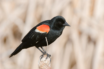 Birdie 37