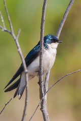 Birdie 51