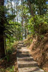 Beautiful of a green forest with trees in the early morning, Sun rays through the trees