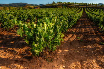 Fototapeta na wymiar vines with medium ripening grapes in healthy vines in Spain