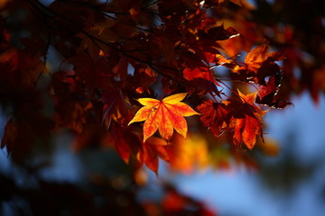 紅葉