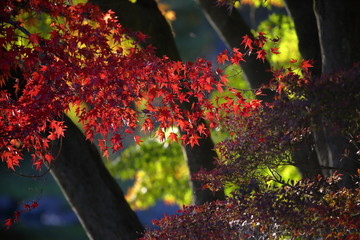 紅葉